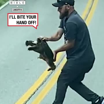 Saving Aggressive Snapper from the Road