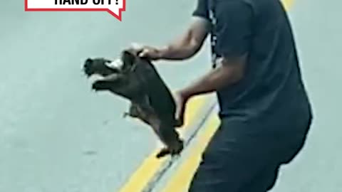 Saving Aggressive Snapper from the Road