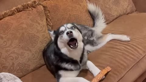 Huskey Funny Video