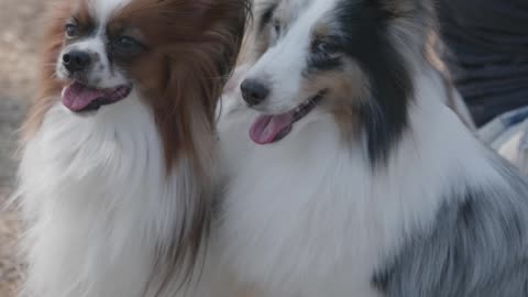 Funny cute dogs having free time to play.