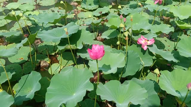 The lotus flowers in the pond are so beautiful