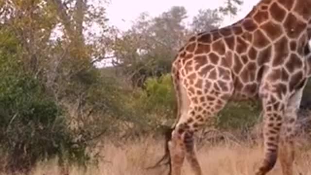 Hyena Feels Small in Front of Giraffe