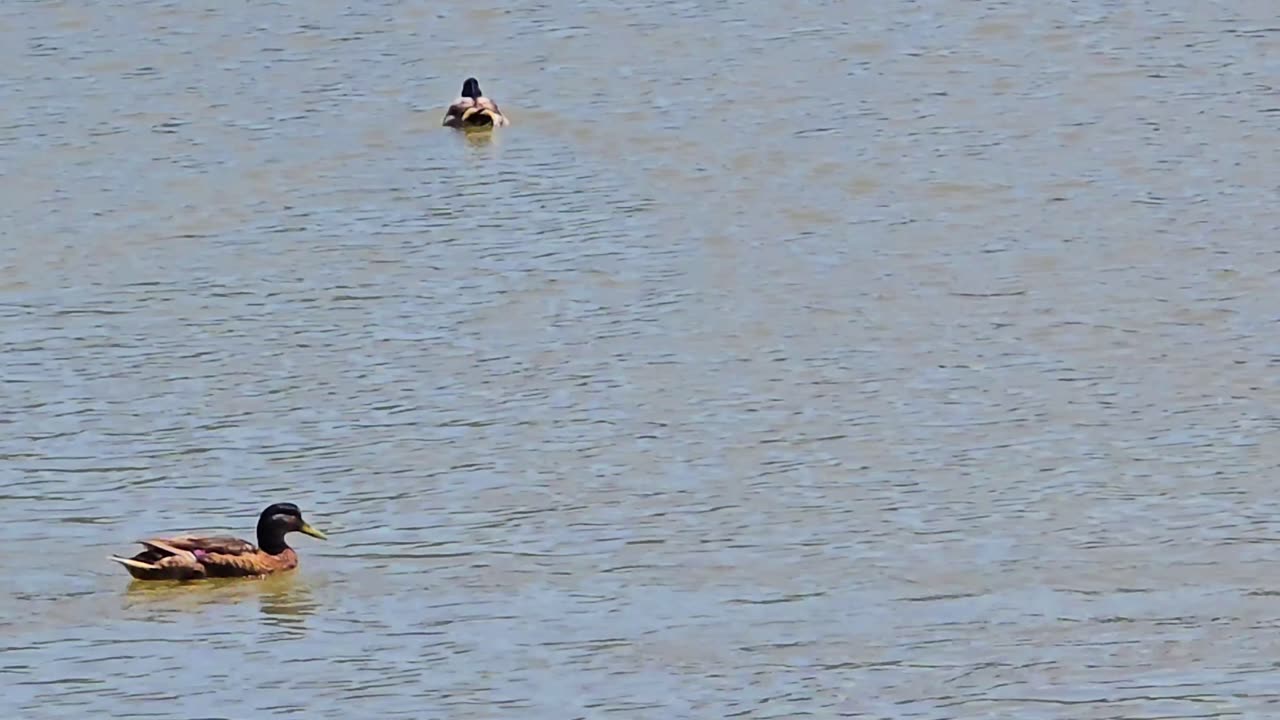 Duck family at a river / old and young water birds at a river.