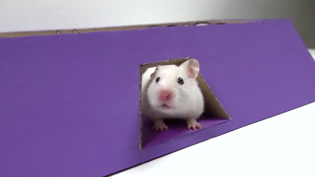 Hamster in a Rainbow Pyramid