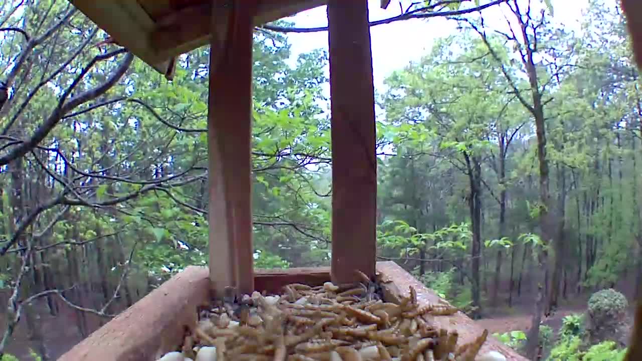 Summer tanager in a thunder storm