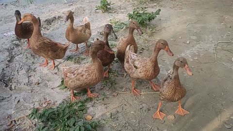 the village ducks