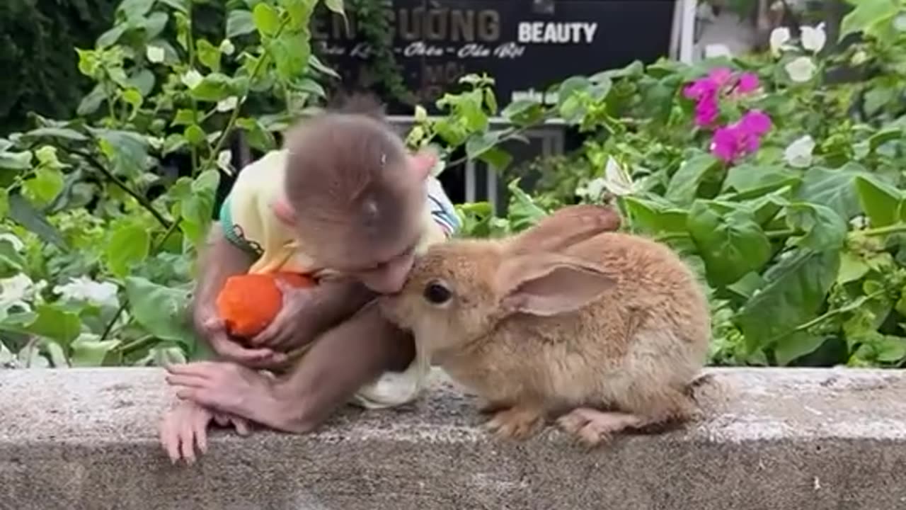 Monkey Brings a Carrot to Bunny - Sweet Gesture!