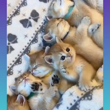 Cute puppie video