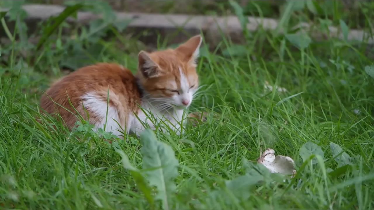 Whiskered predator: The thrilling adventures of a stealthy hunter Cat!