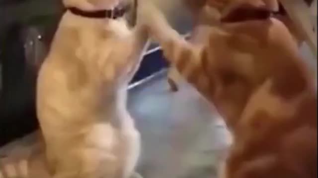 Awesome Animals of the Week - Amazing, Cute and Funny Animals of the Week