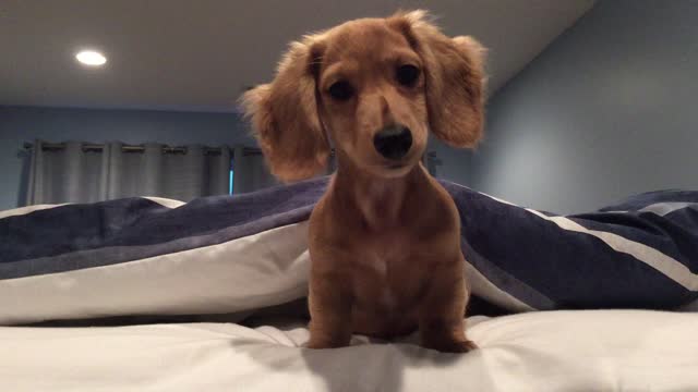 Confused dachshund head tilts to strange sounds