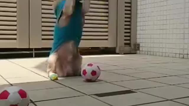 See what messi's dog is capable off