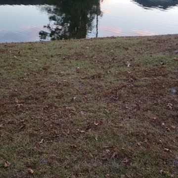 Sunset at the Lake with Penny& the Tomato