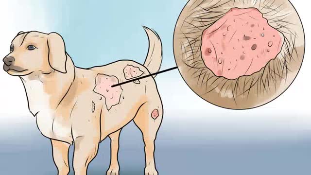 Identifying mange on your dog