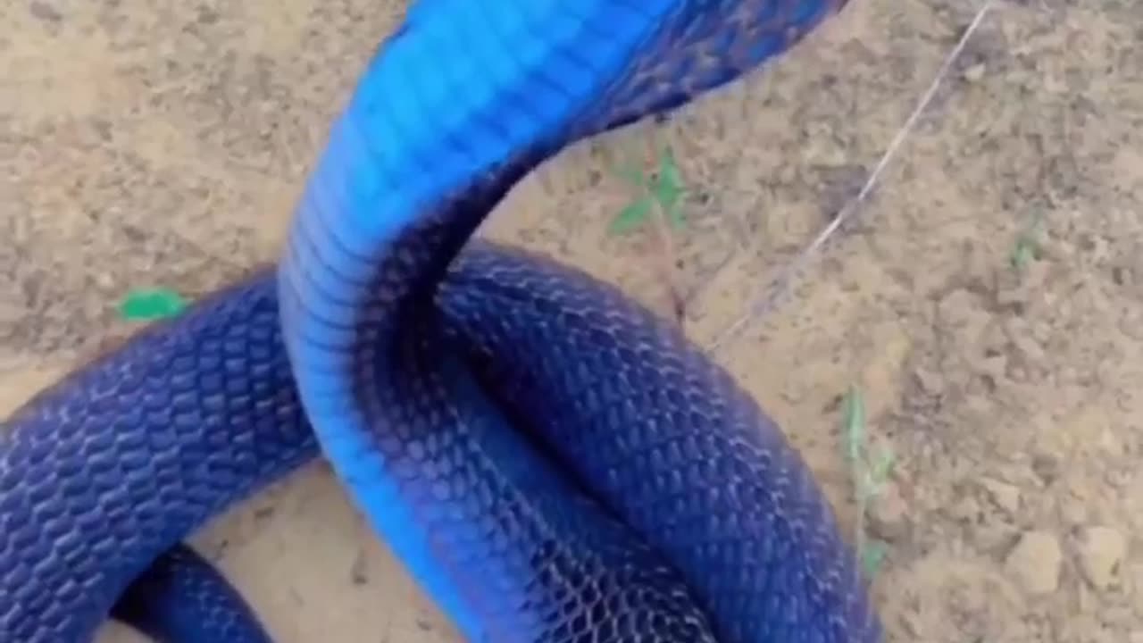 Beutiful Snake