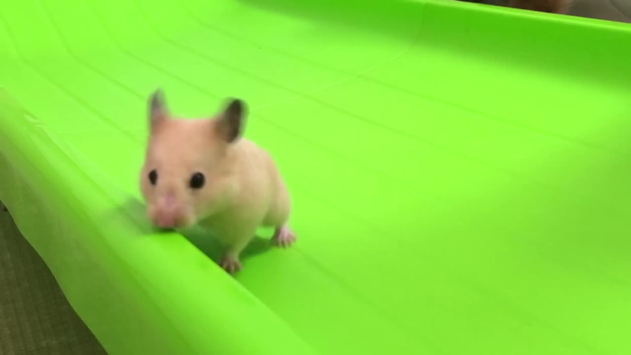 Cute Little Hamster Slides Down Slide