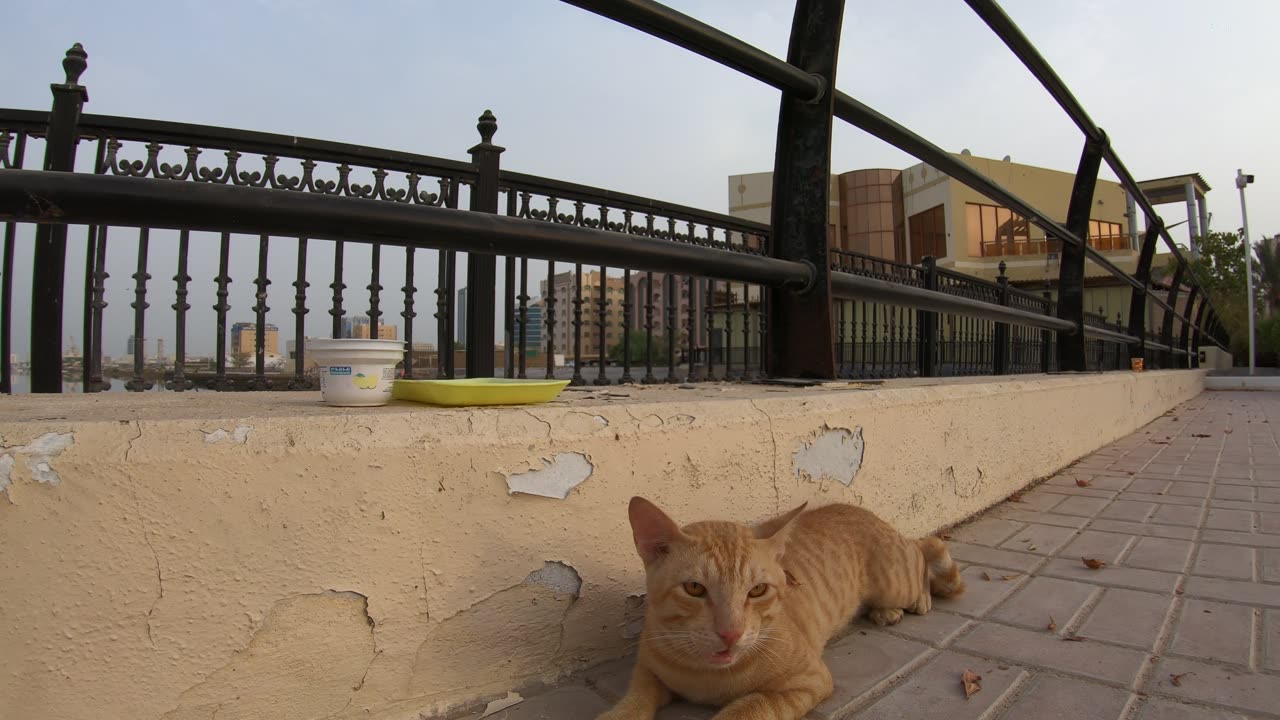 ED SHEERAN & MICHAEL JACKSON - Homeless cats in Ras Al Khaimah, UAE #cat #EdSheeran #MichaelJackson