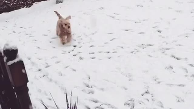 Brown and a black dog dog running in snow in slomo