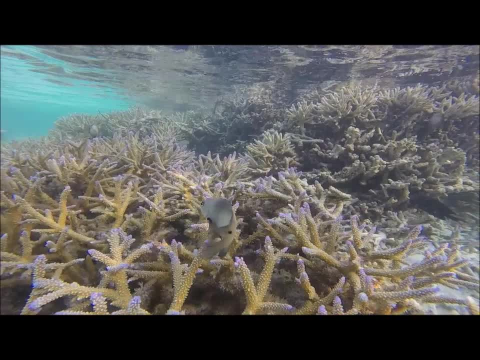 Maldives Short Snorkeling video Part 6