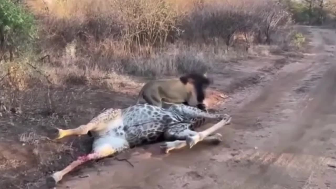 King vs. Giant: Lion Takes Down a Giraffe 🦁🦒👀😮