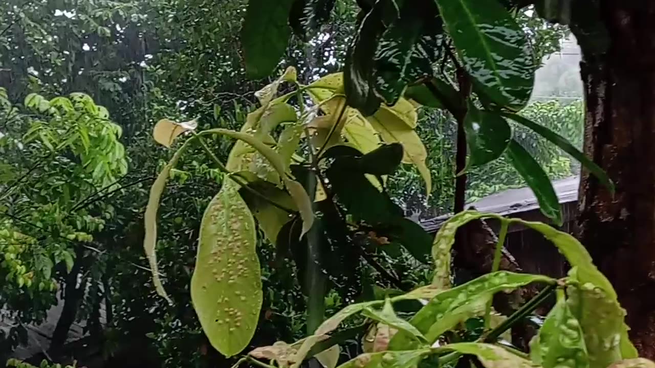 Heavy rain