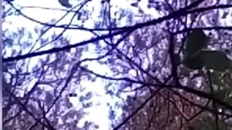 Idiot sneaks up on bear