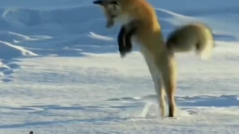 Funny dogs