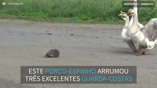 Grupo de gansos ajuda porco-epinho a atravessar a rua
