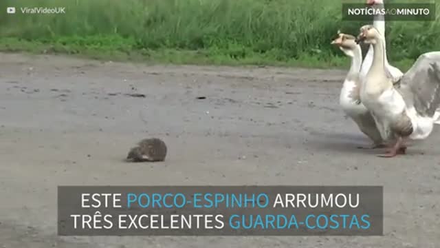 Grupo de gansos ajuda porco-epinho a atravessar a rua