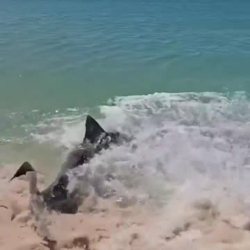 Shark comes on shore chasing its food in Australia
