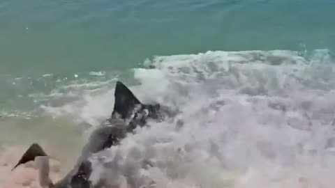 Shark comes on shore chasing its food in Australia