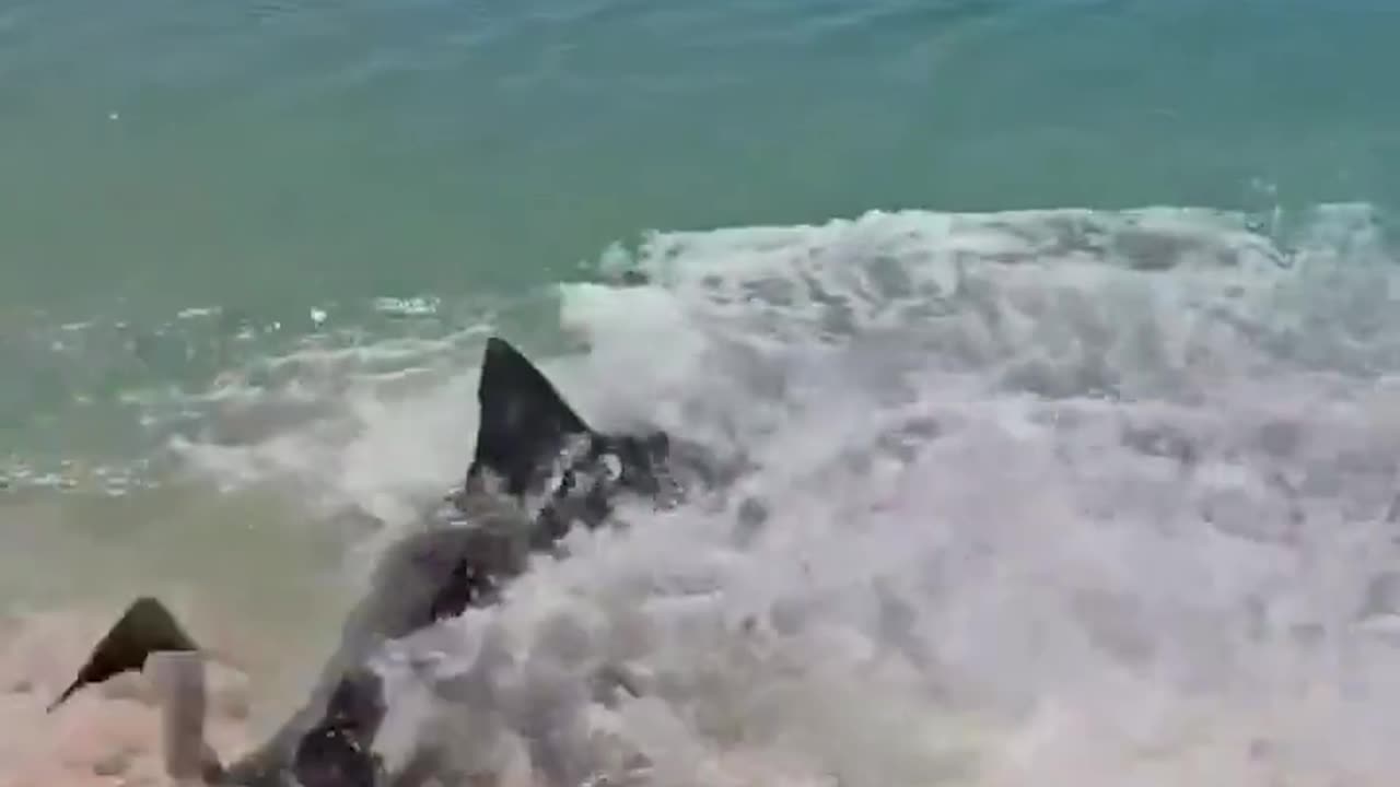 Shark comes on shore chasing its food in Australia