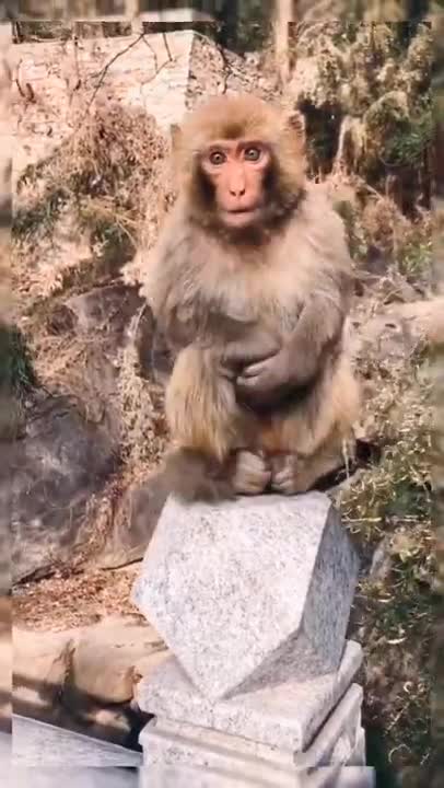 Monkey lifestyle living at home, #short