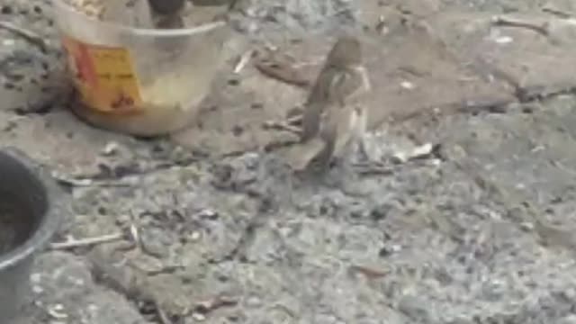 three sparrows