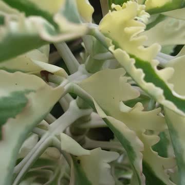 greens flower in the morning