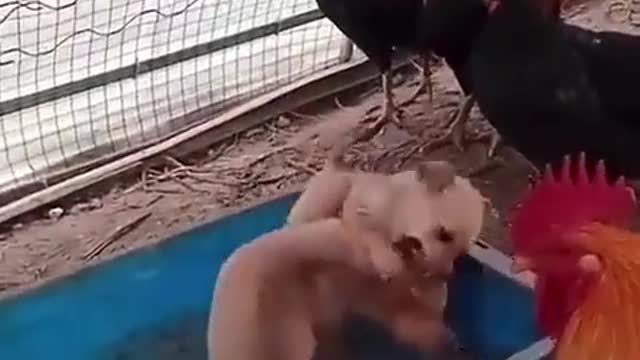 ILLEGAL puppy fighting haha
