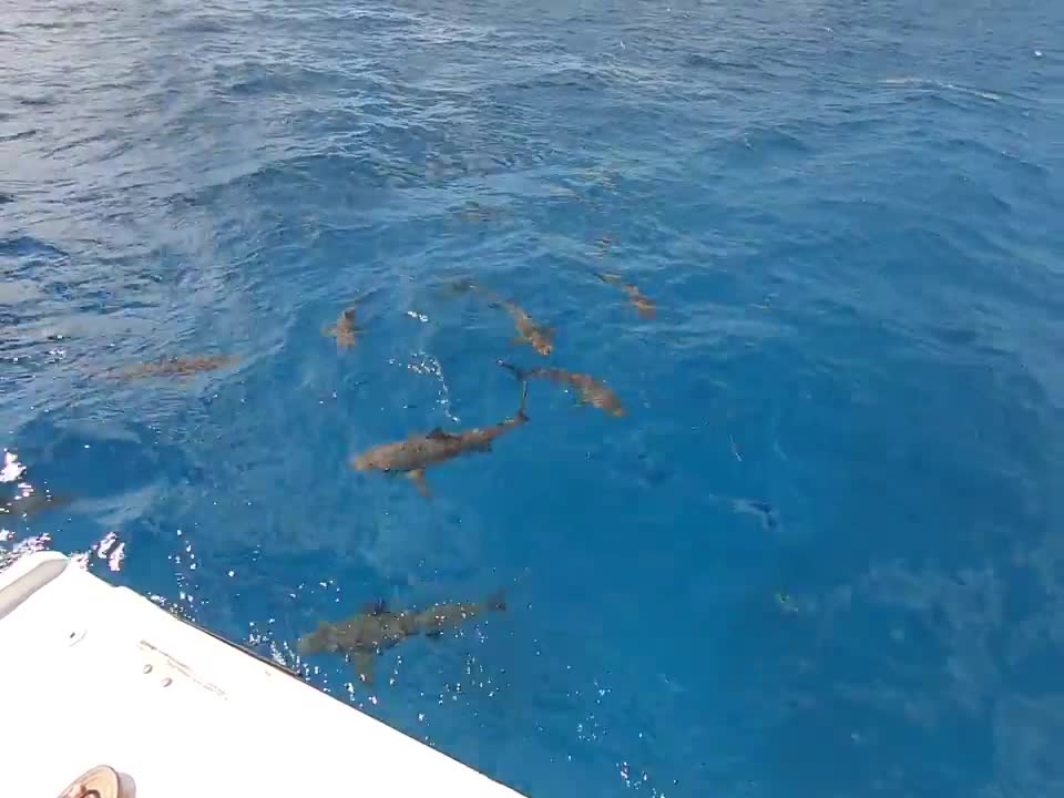 Stuart Cove Caribbean Reef Sharks - Nassau 9-9-2019