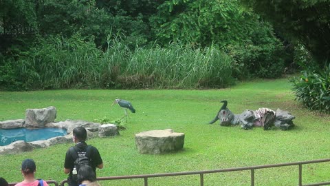 Jurong Bird Park 31 Mar 2022 4:01PM MVI 8785