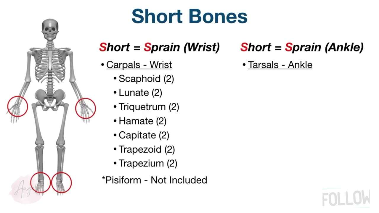 Skeletal System_ Types of Bones in Under 10 Minutes [Anatomy Physiology Human Body]