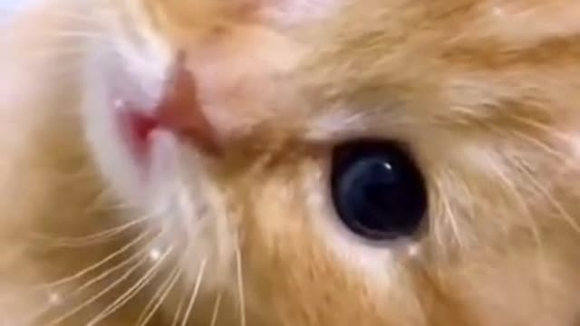 Cute Kitty meowing