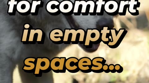 When you search for comfort in empty spaces...