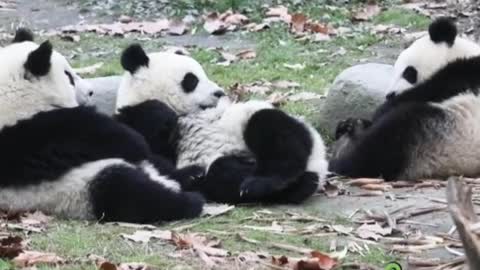 Panda Funny Moment Videos