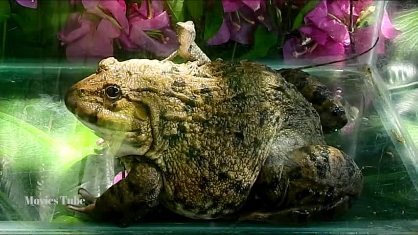 Warning! Watch this video on your own risk, gaint African bullfrog eating lizard