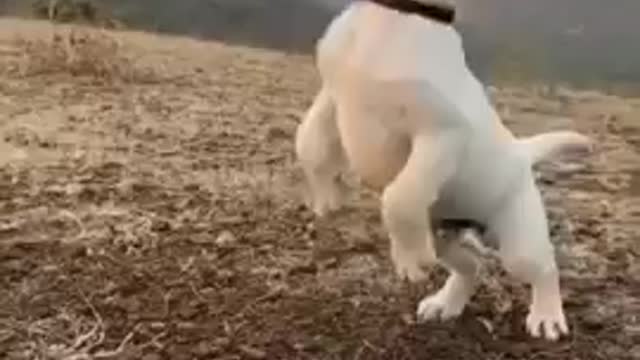 Cute Dog | Cute baby pet Dog Videos Compilation cute moments | Baby Dogs Cat Funny Videos