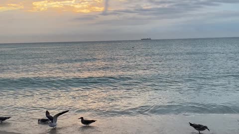 seagulls-on-beach-at-sunset