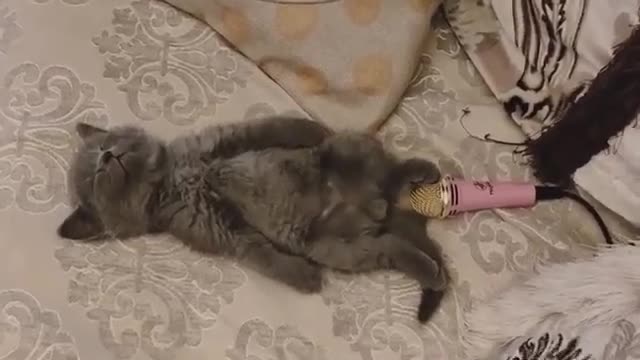 Cat farting on mic video🤣🤣😃😂😂😄