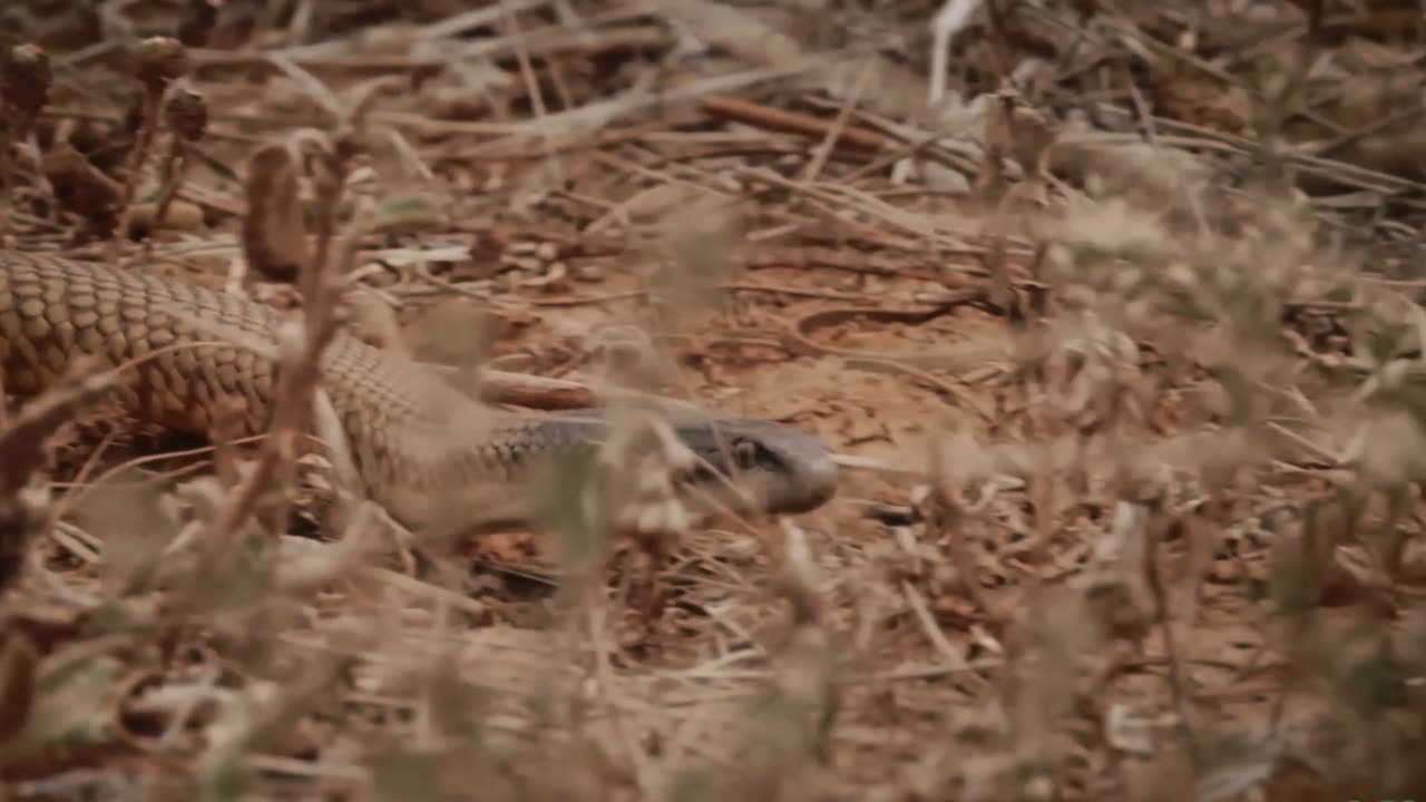 A Mulga Snake Is A Snake’s Worst Nightmare | Animal Ethics