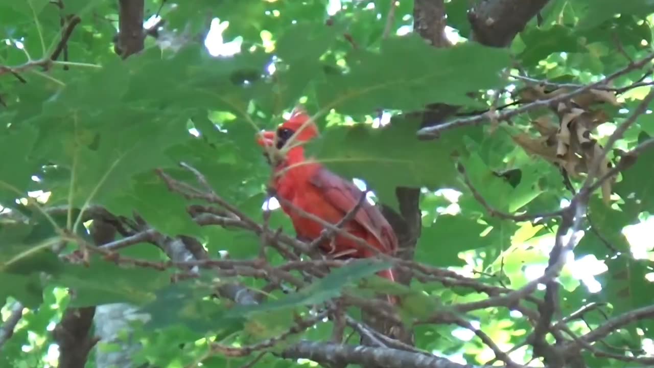 Cardinal