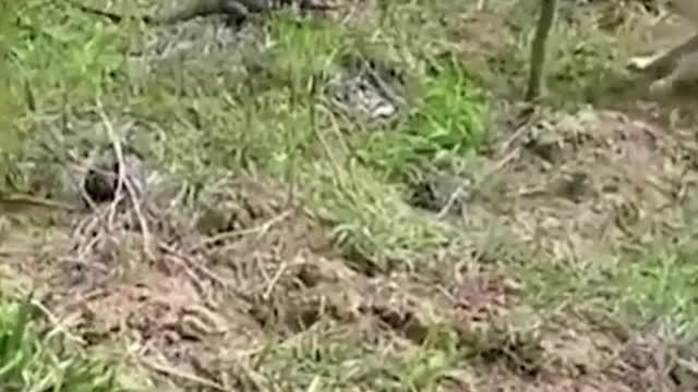 lizard 🦎 quickly catches up with the dog