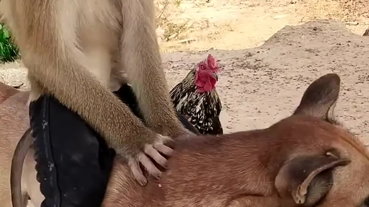 The situation is ruined by the monkey leading the dog